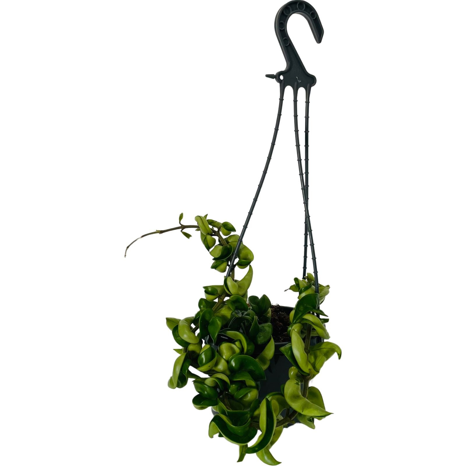 Hoya Indian Rope 150mm Flora Plant