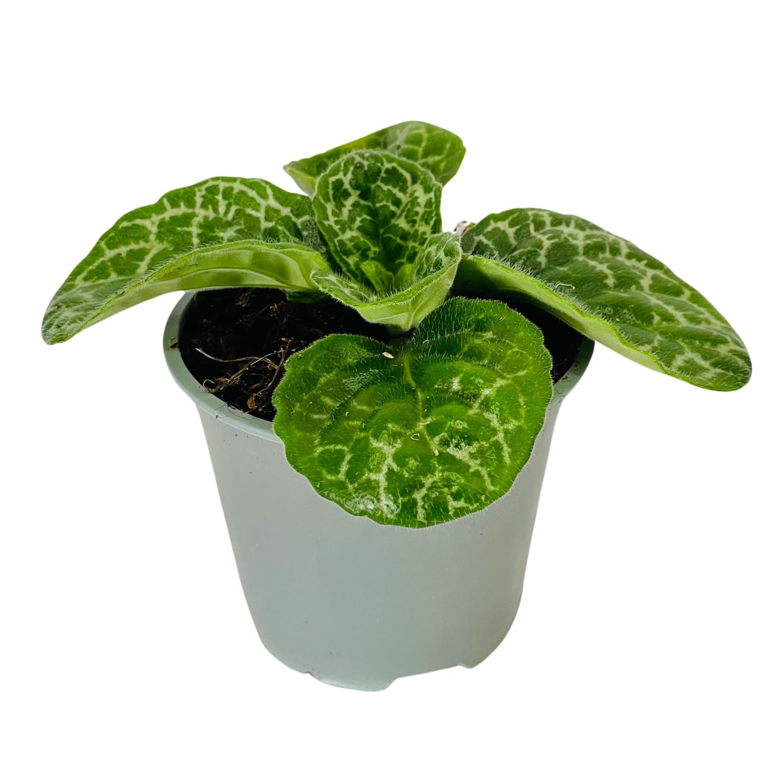 Plante D'intérieur Streptocarpus 'Pretty Turtle' - Pot 13cm, Hauteur 25-35cm, Feuilles à Motif Tortue