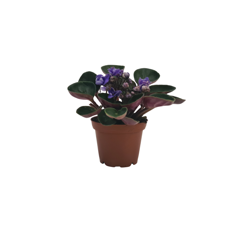 African Violet mini 70mm