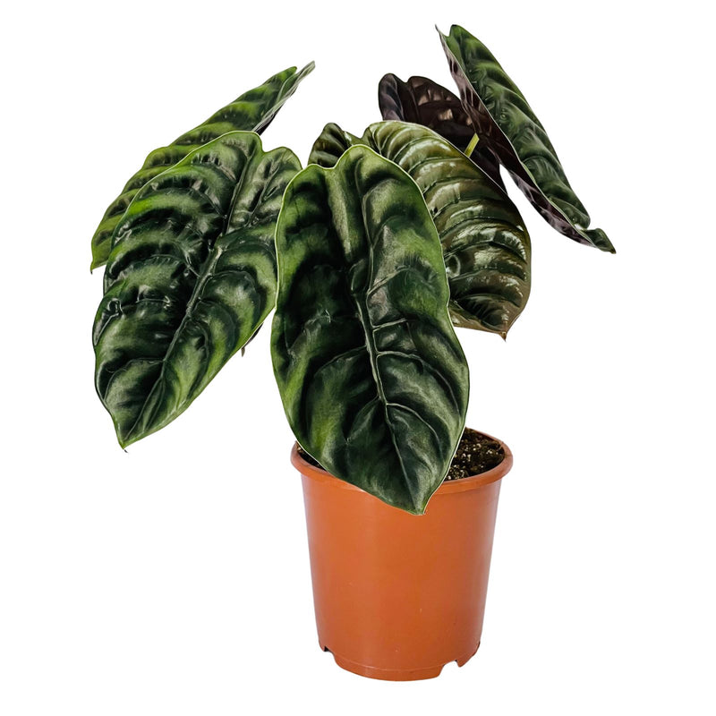 Alocasia Species - 170mm