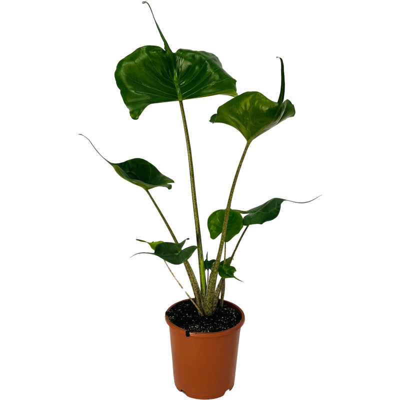 Alocasia Species - 170mm