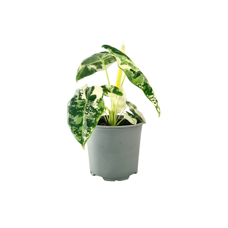Alocasia Micholitziana Variegated - 120mm