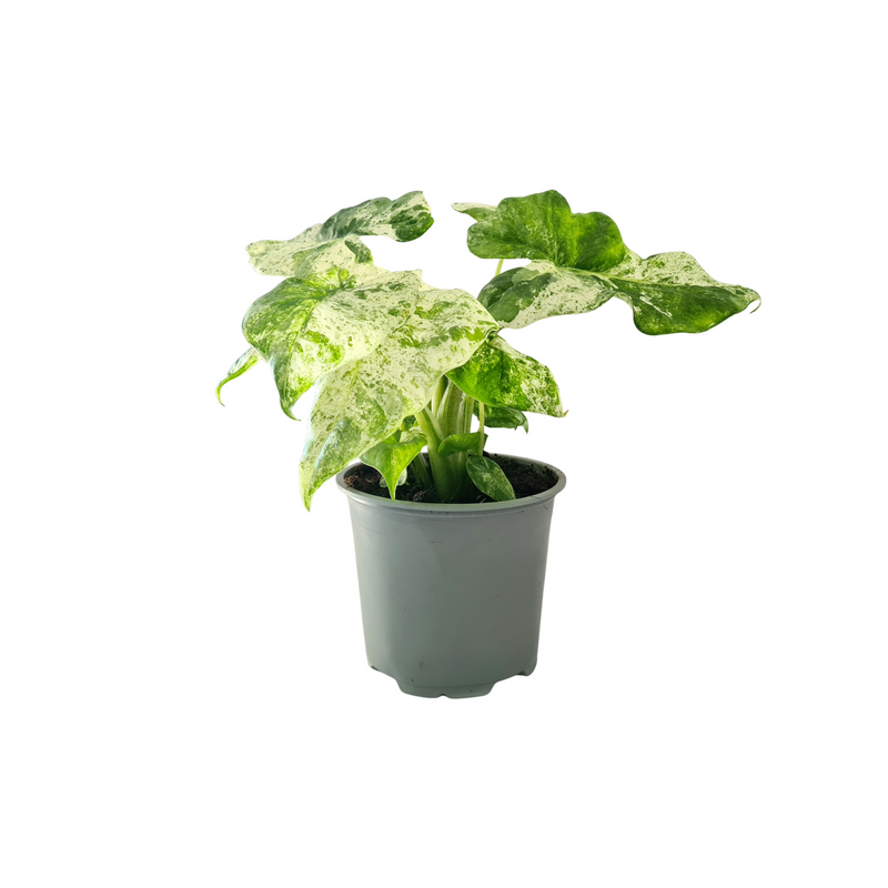 Alocasia Odora Variegata- 120mm
