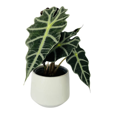 Alocasia Polly Amazonica - 120mm