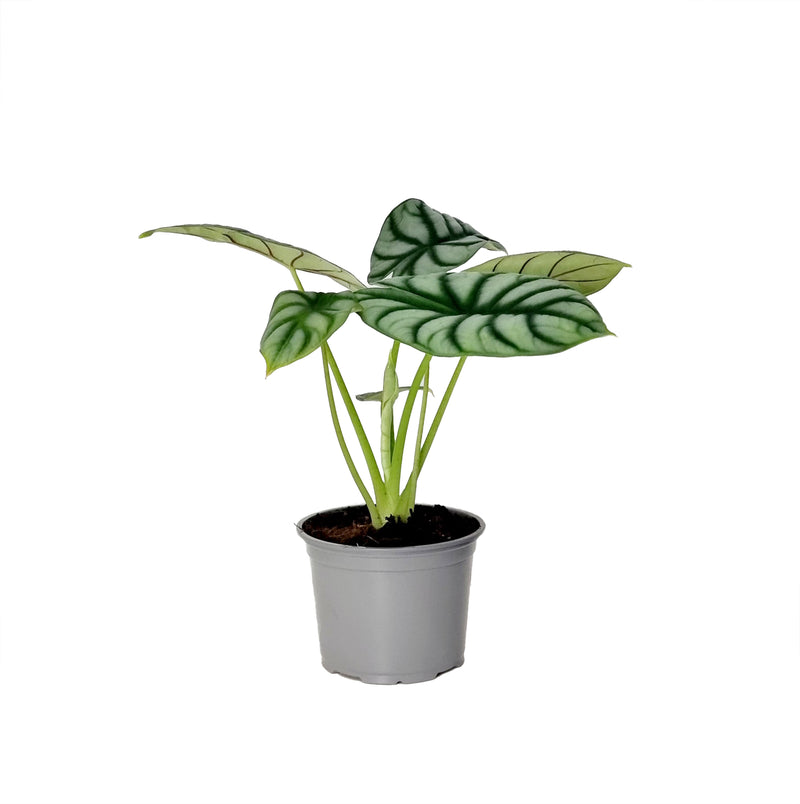 Alocasia Silver Dragon  - 120mm