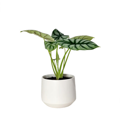 Alocasia Silver Dragon  - 120mm
