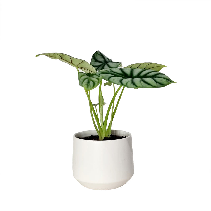 Alocasia Silver Dragon  - 120mm