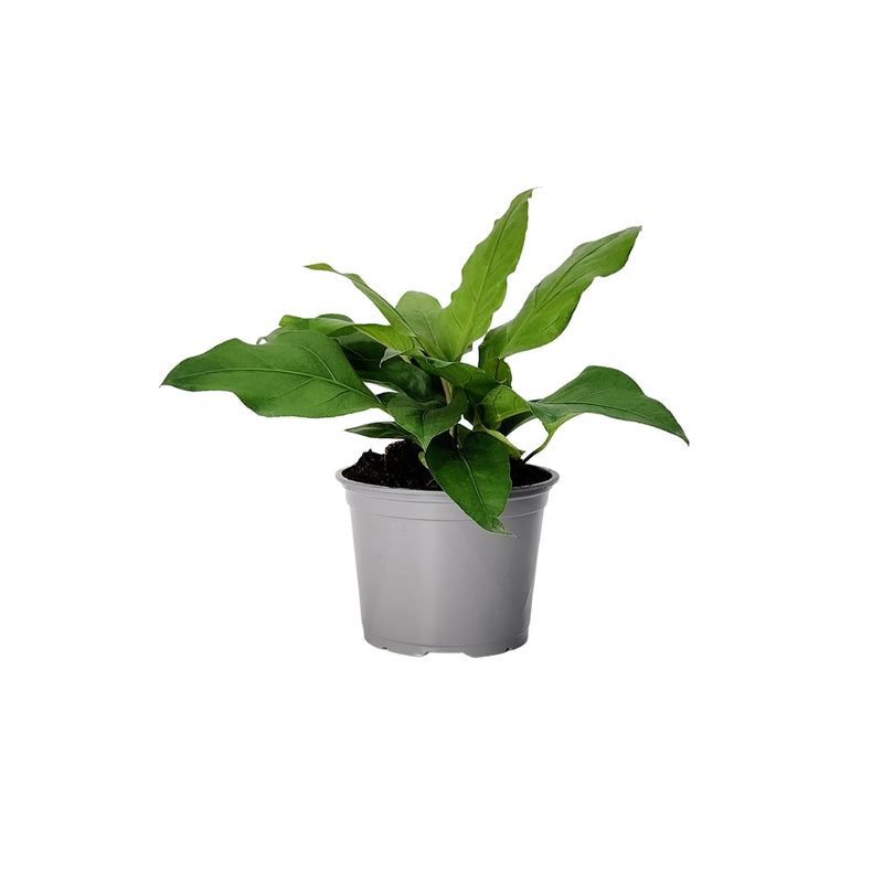 Anthurium Plowmanii- 120mm