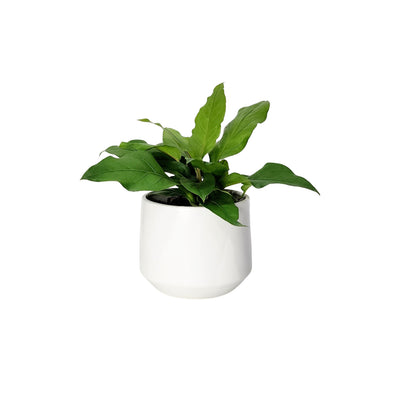 Anthurium Plowmanii- 120mm