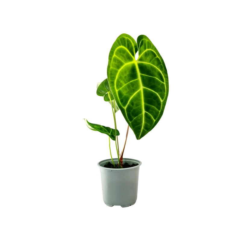 Anthurium Regale - 120mm