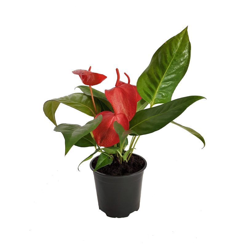 Anthurium scherzerianum - 120mm