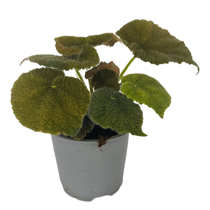 Begonia Dans - 120mm