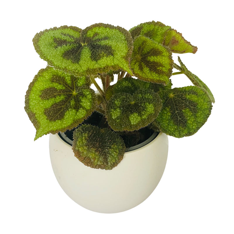 Begonia Dans - 120mm