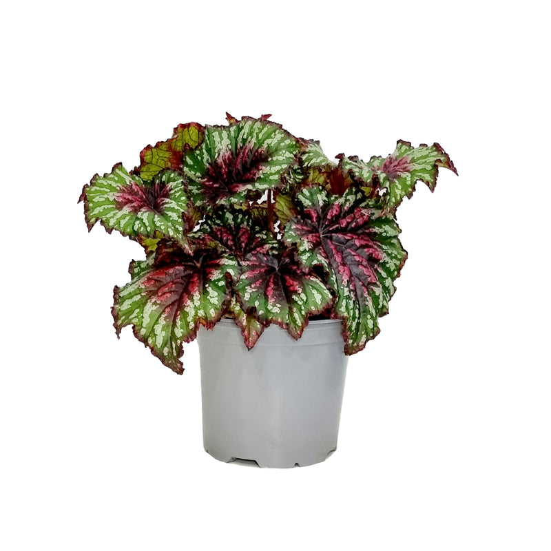 Begonia T-Rex - 150mm