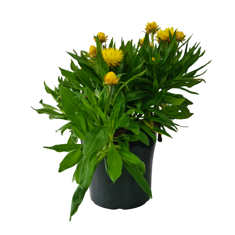 Bracteantha Granvia XXL 250mm