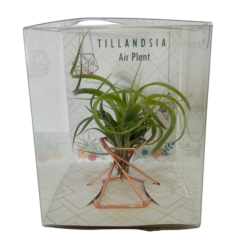 Bromeliad Tilandsia Air Plant - In wire stand 55mm