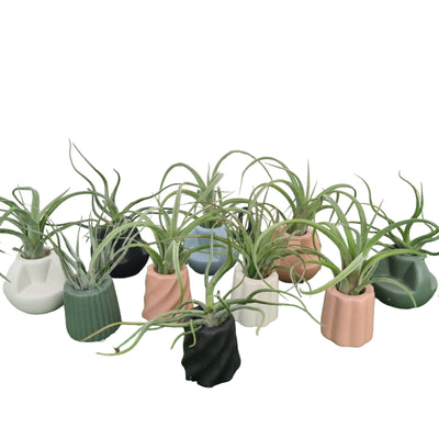 Bromeliad Tillandsia Air Plant - Novelty ceramic