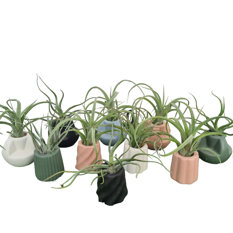 Bromeliad Tillandsia Air Plant - Novelty ceramic
