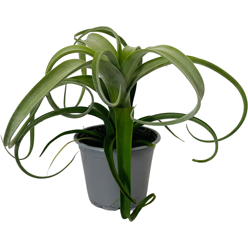 Bromeliad Tillandsia Curly Slim 90mm