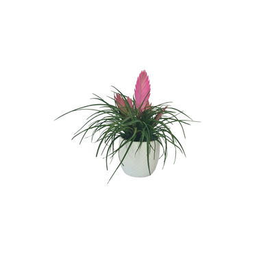 Bromeliad Tillandsia Cyanea 70mm
