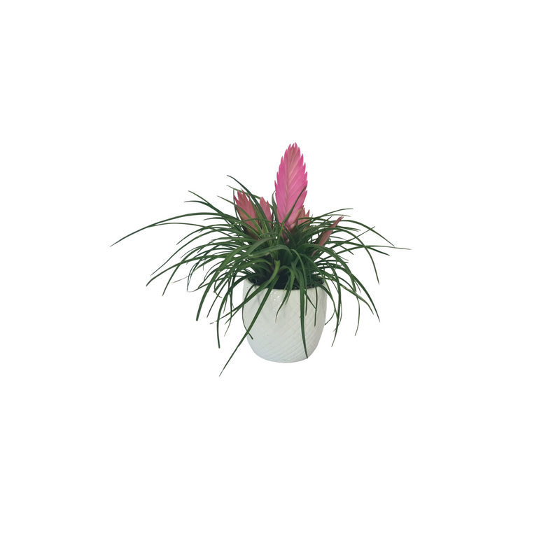 Bromeliad Tillandsia Cyanea 70mm