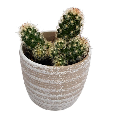 Cacti - 70mm