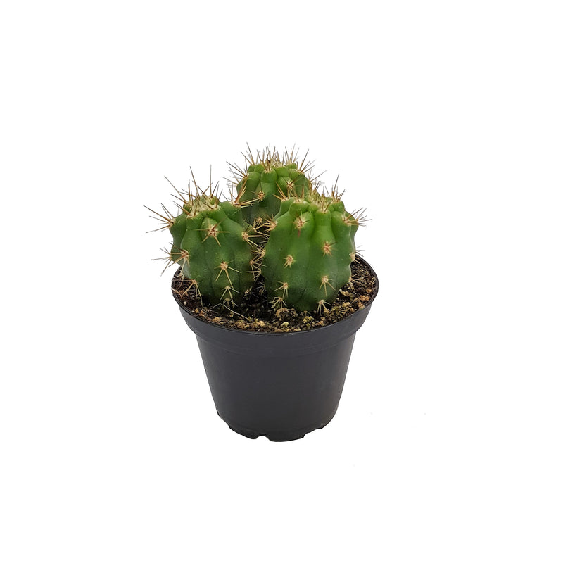 Cacti - 70mm