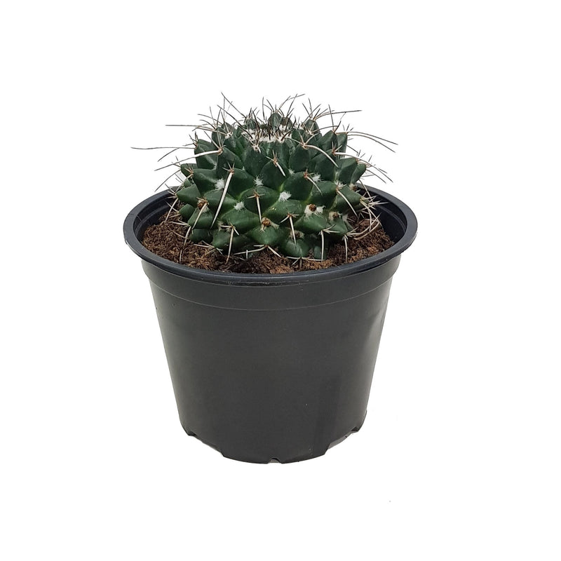Cacti - 150mm