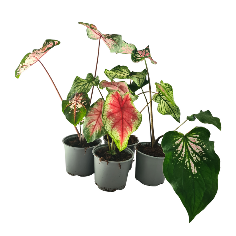 Caladium - 120mm