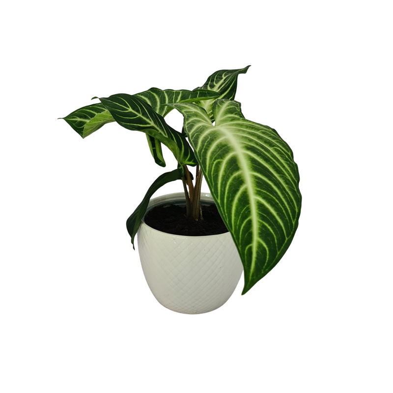 Caladium lindenii - 150mm