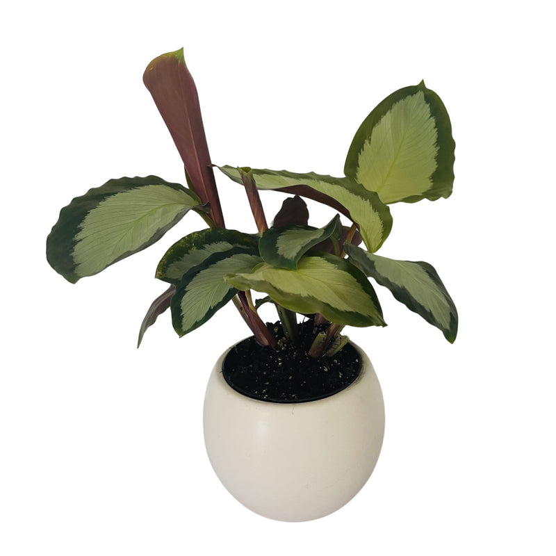 Calathea - 70mm