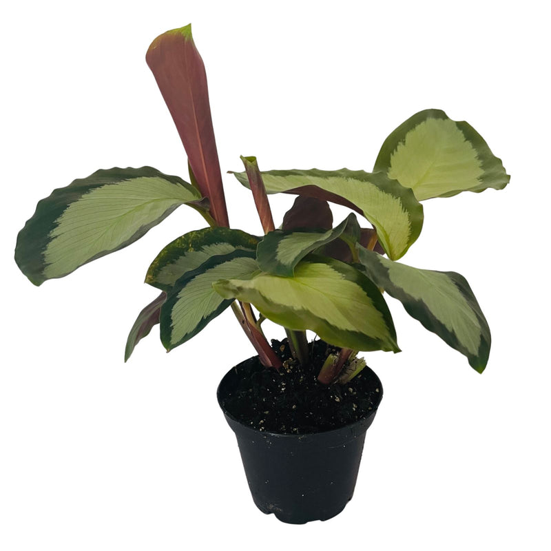 Calathea - 70mm