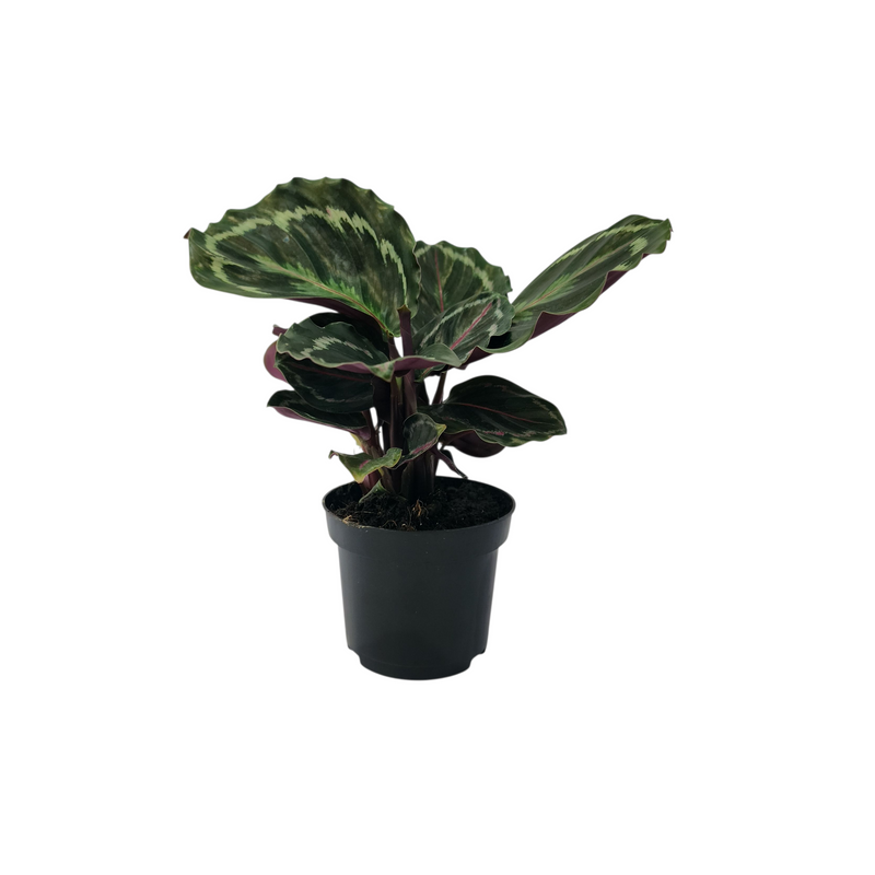 Calathea - 90mm