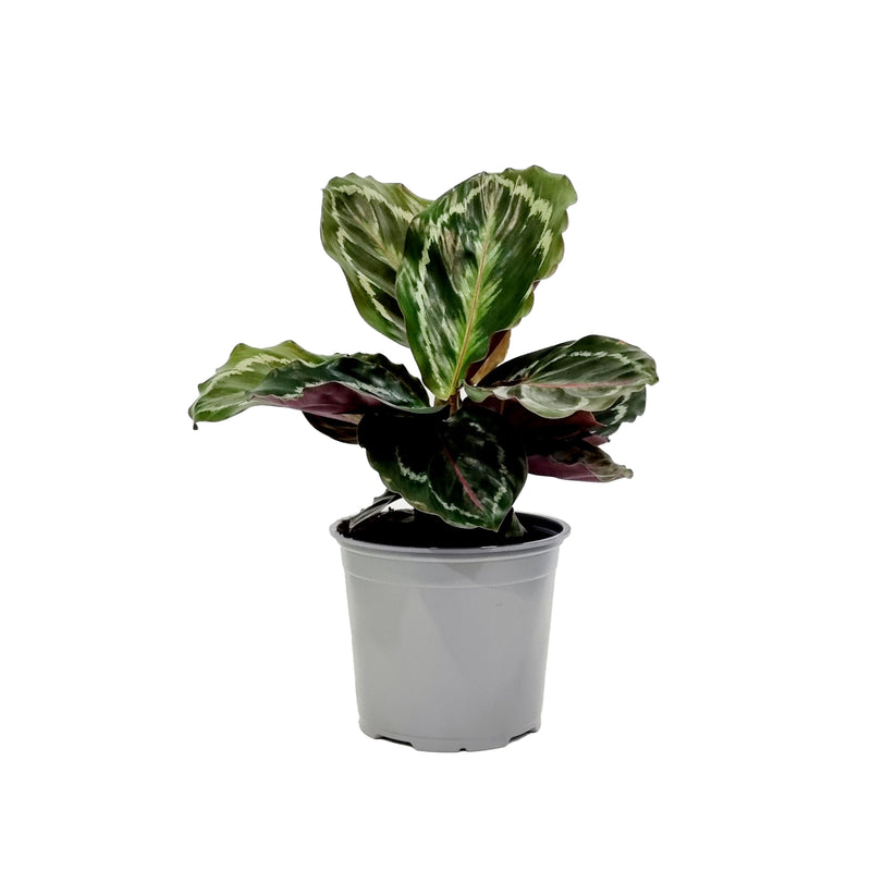 Calathea - 120mm