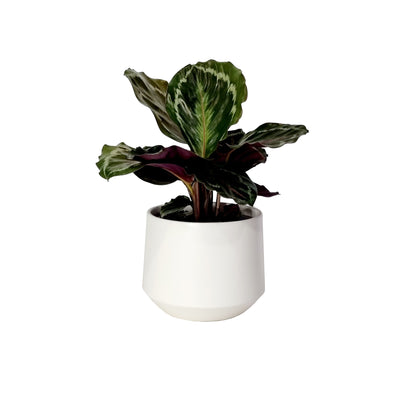 Calathea - 120mm
