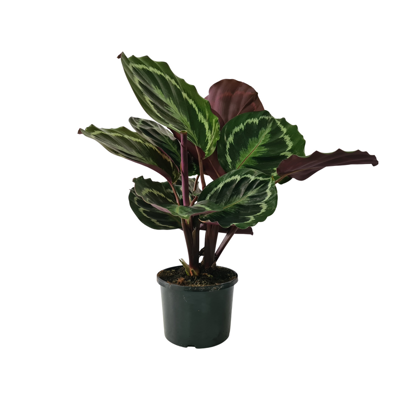 Calathea - 140mm