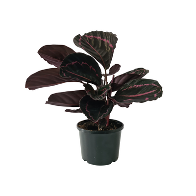 Calathea - 140mm