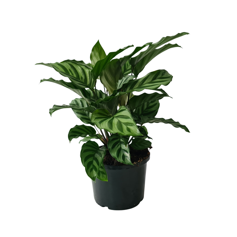 Calathea - 140mm