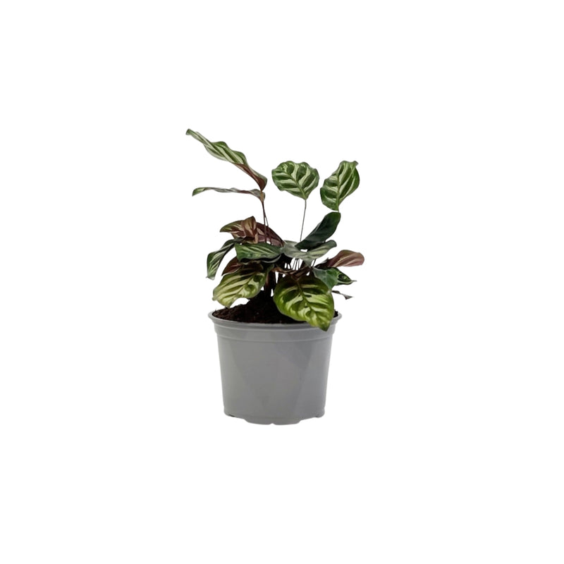Calathea Makoyana - 120mm