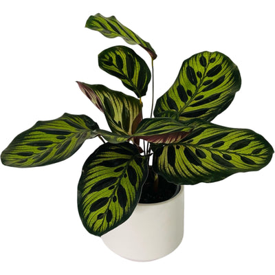 Calathea Makoyana - 120mm