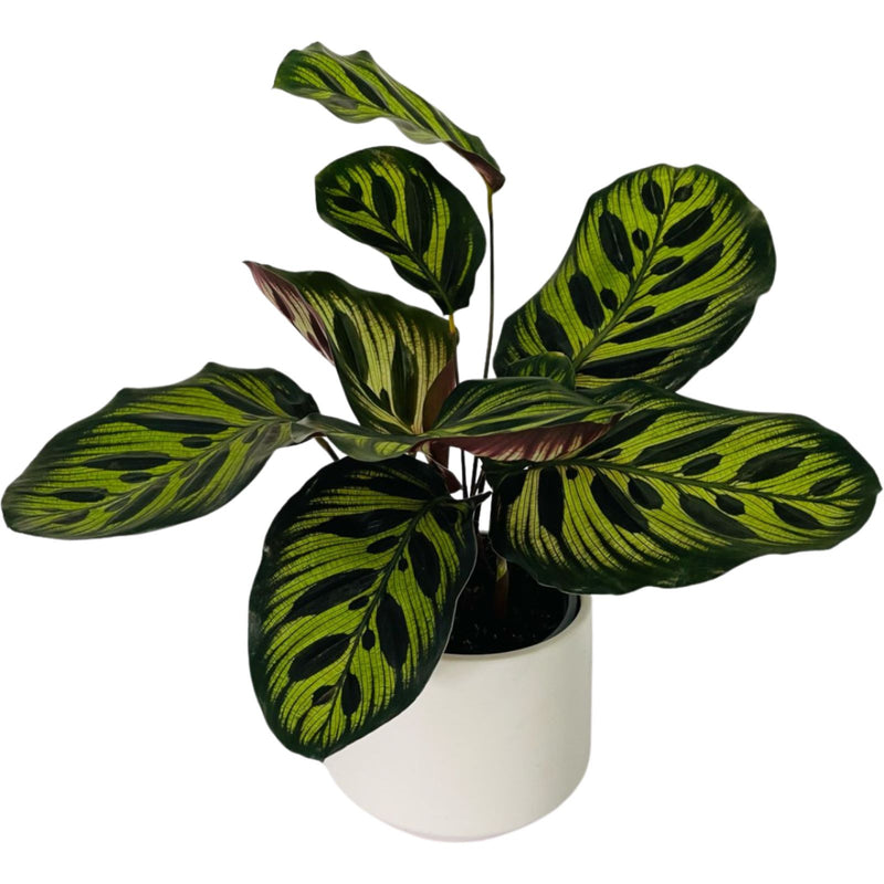 Calathea Makoyana - 120mm