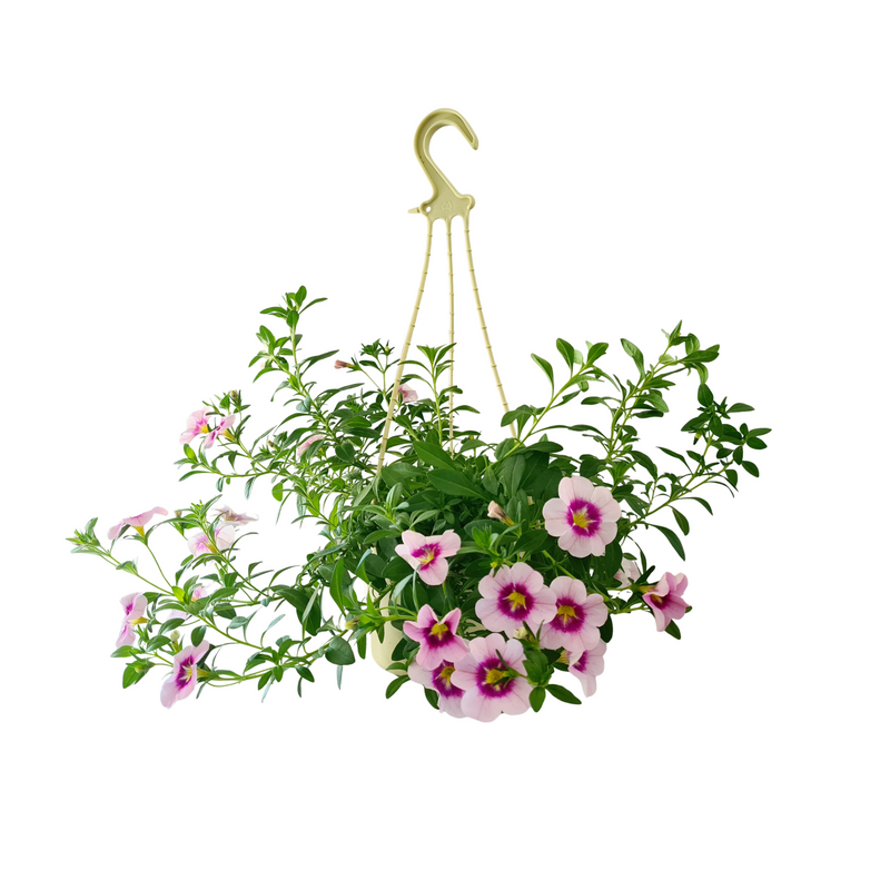 Calibrachoa Bloomtastic Hanging Pot - 150mm