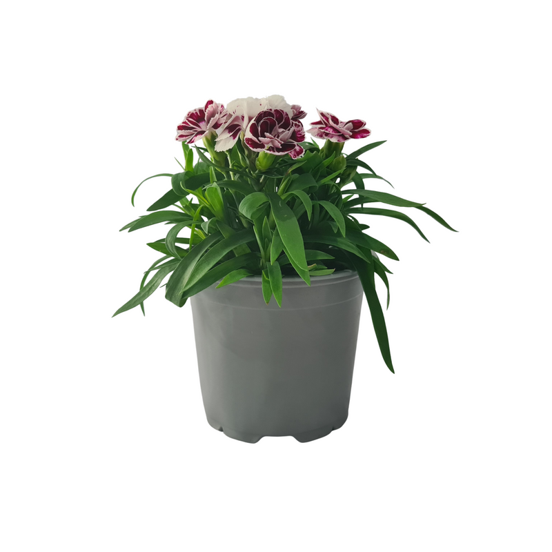 Carnation - 120mm