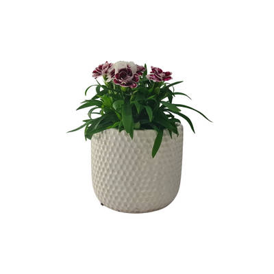 Carnation - 120mm