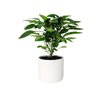 Chilli Ornamental - 120mm