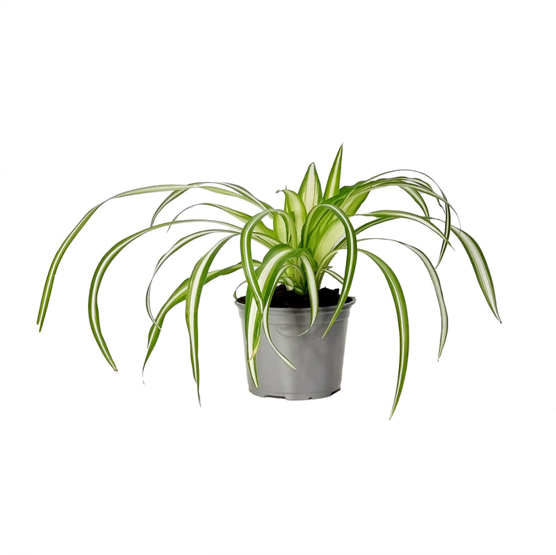 Chlorophytum Comosum - 120mm