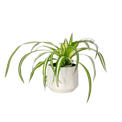 Chlorophytum Comosum - 120mm