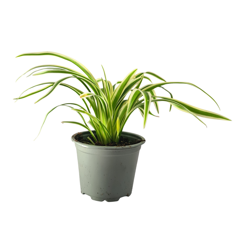 Chlorophytum Comosum zebrina - 90mm