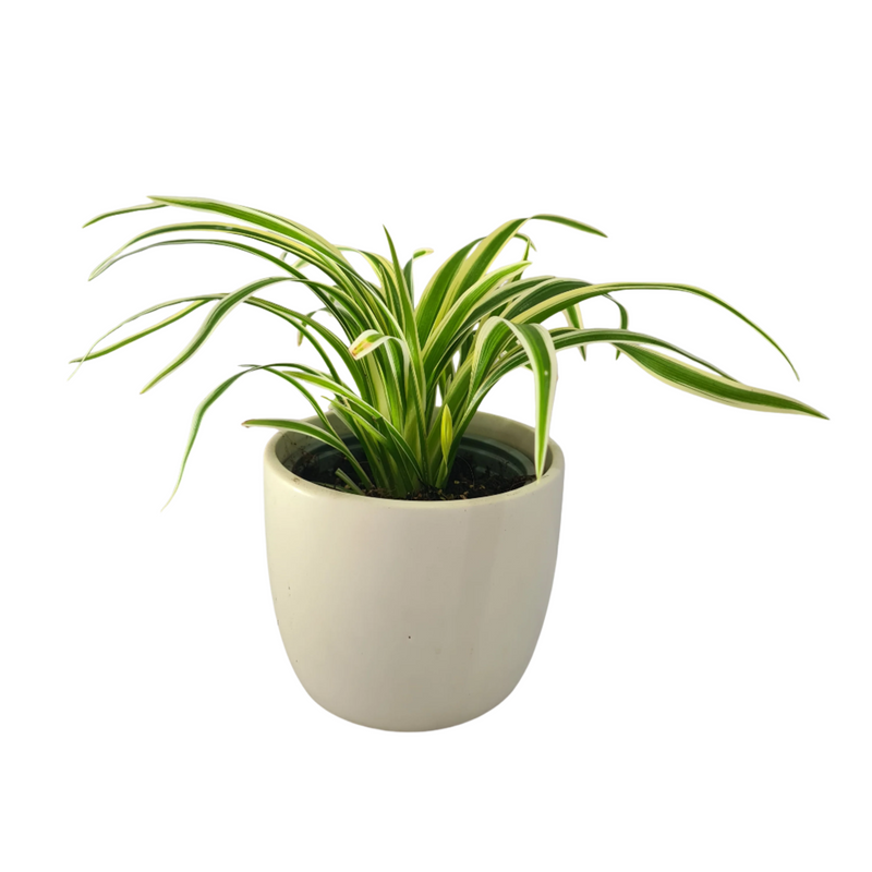 Chlorophytum Comosum zebrina - 90mm