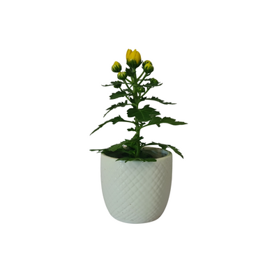 Chrysanthemum  - 70mm
